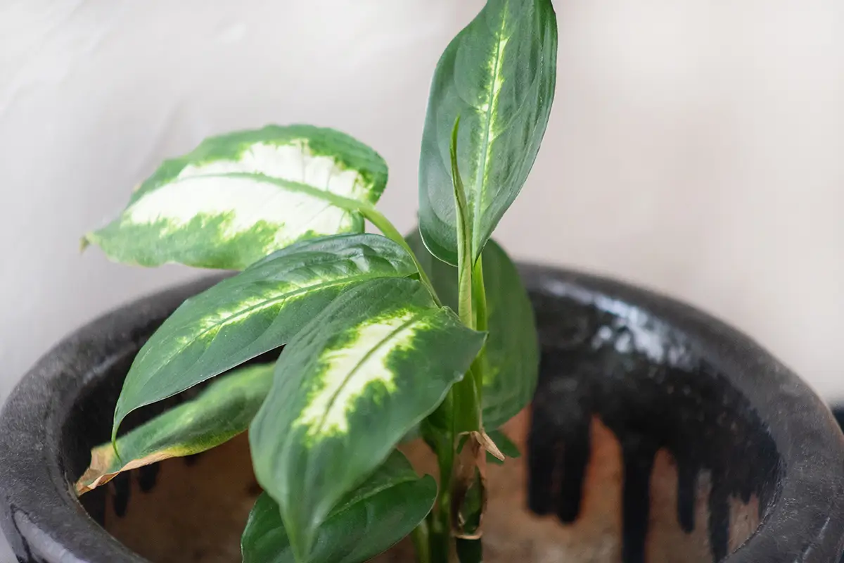 Potted plant